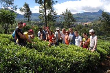 Bir çay plantasyon içinde Colombo turistlere