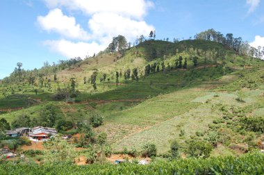 Colombo, Sri Lanka.January 17.2014: Goofy sörf kampı, bir çay plantasyon içinde Colombo turistlere