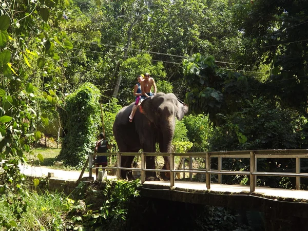 Tourists came to see the wild elephants — Stock Photo, Image