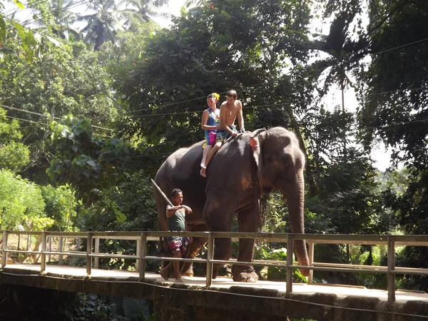 Colombo, Sri Lanka. Enero 21.2014: un grupo de turistas vino a ver los elefantes salvajes — Foto de Stock