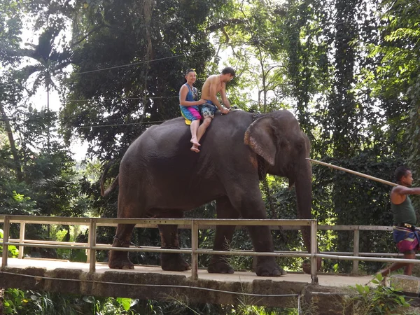 コロンボ、スリランカ。1 月 21.2014: 野生の象を見に来た観光客のグループ — ストック写真