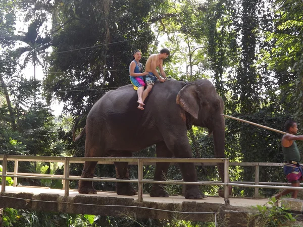 Colombo, Sri Lanka . January 21.2014:a group of tourists came to see the wild elephants — Stock Photo, Image