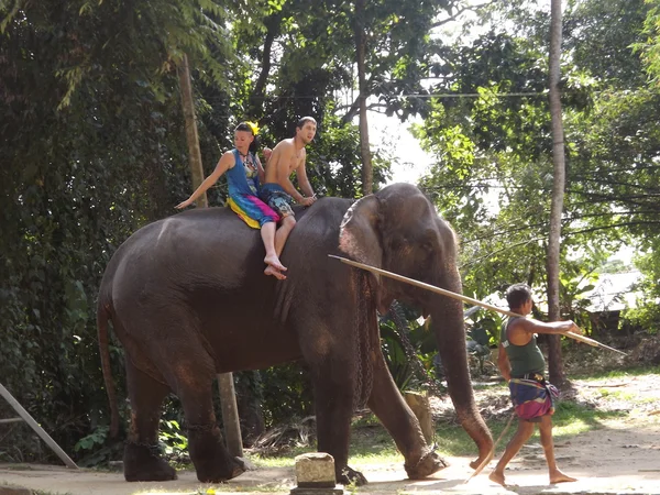 Tourists came to see the wild elephants — Stock Photo, Image