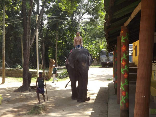 Los turistas vinieron a ver los elefantes salvajes —  Fotos de Stock