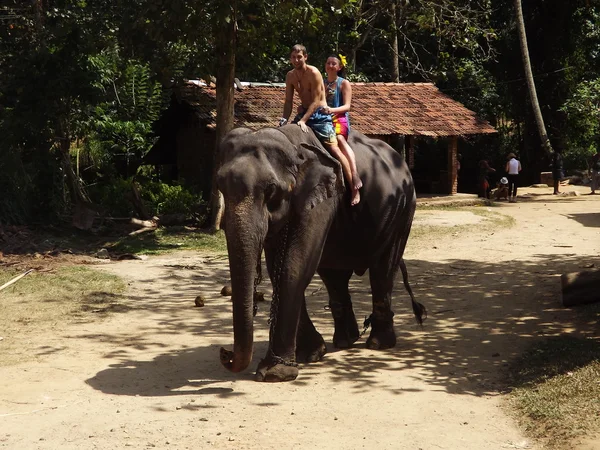 Туристы пришли посмотреть на диких слонов — стоковое фото