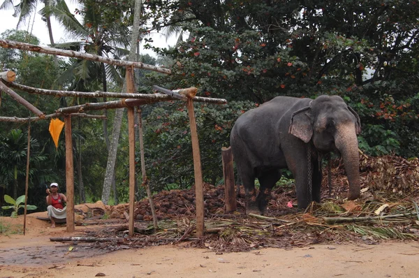 Elefante selvagem na natureza — Fotografia de Stock