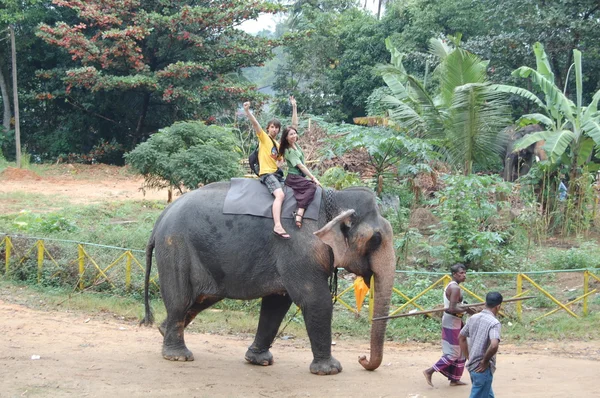 Colombo, Sri Lanka . January 21.2014:a group of tourists came to see the wild elephants — Stock Photo, Image