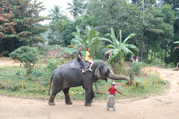 Colombo, Sri Lanka. 21 janvier 2014 : un groupe de touristes est venu voir les éléphants sauvages — Photo