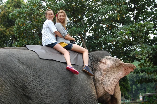 科伦坡，斯里兰卡。1 月 21.2014: 一群游客来看野生大象 — 图库照片