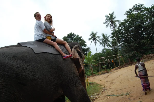 コロンボ、スリランカ。1 月 21.2014: 野生の象を見に来た観光客のグループ — ストック写真