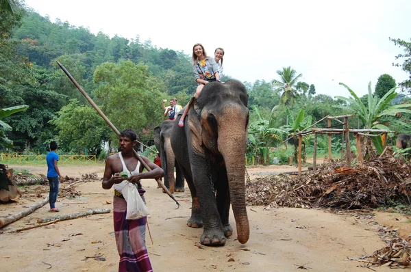 Group of tourists came to see the wild elephants — Stock Photo, Image