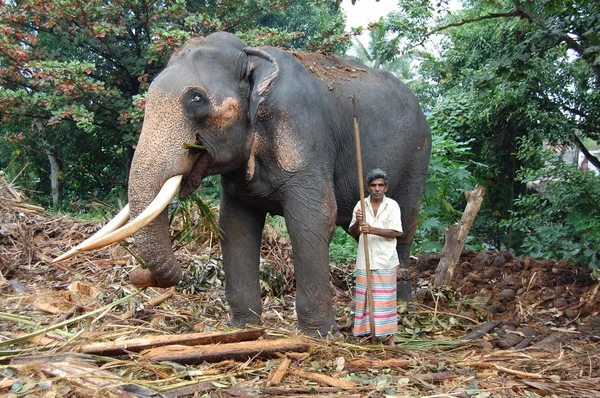 Colombo, Sri Lanka . January 21.2014:a group of tourists came to see the wild elephants