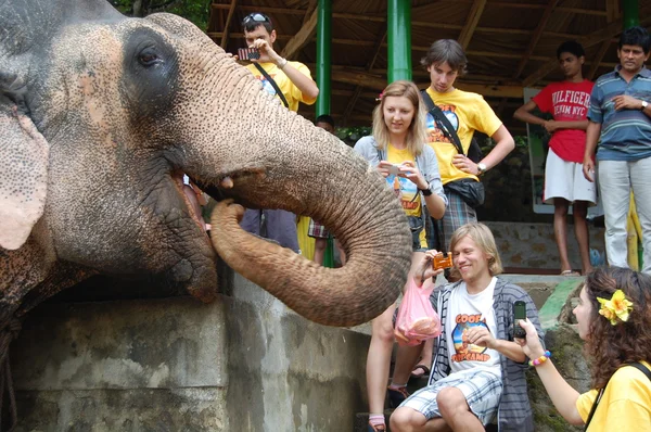 Turist grup vahşi filler görmeye geldim