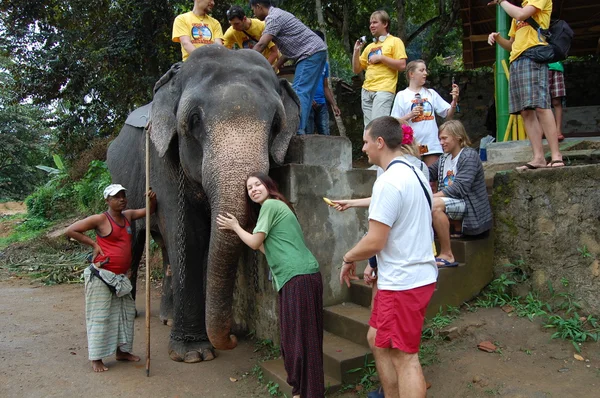 Grupo de turistas vinieron a ver los elefantes salvajes —  Fotos de Stock