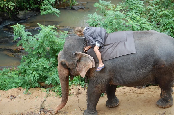 Tourist on the the wild elephant — Stock Photo, Image