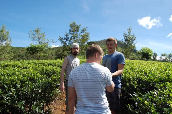 Colombo, Sri Lanka 17 de enero de 2014: Goofy SURF CAMP, turistas en una plantación de té en Colombo —  Fotos de Stock