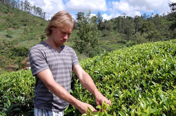 Touriste sur une plantation de thé à Colombo — Photo