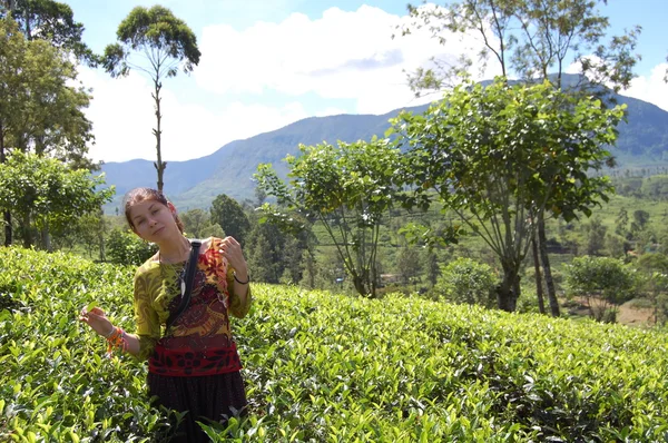 Turista en una plantación de té en Colombo —  Fotos de Stock
