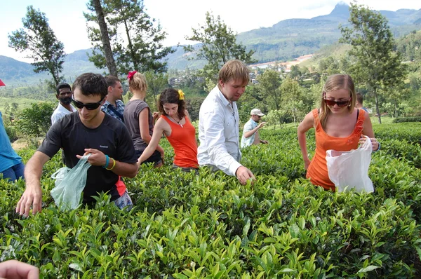 Colombo, Sri Lanka 17 de enero de 2014: Goofy SURF CAMP, turistas en una plantación de té en Colombo —  Fotos de Stock