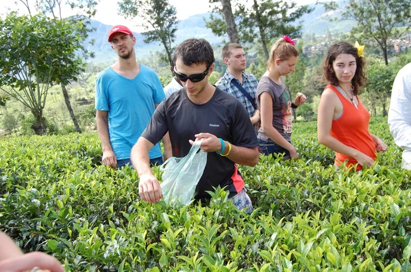 Colombo, Sri Lanka 17 de enero de 2014: Goofy SURF CAMP, turistas en una plantación de té en Colombo —  Fotos de Stock