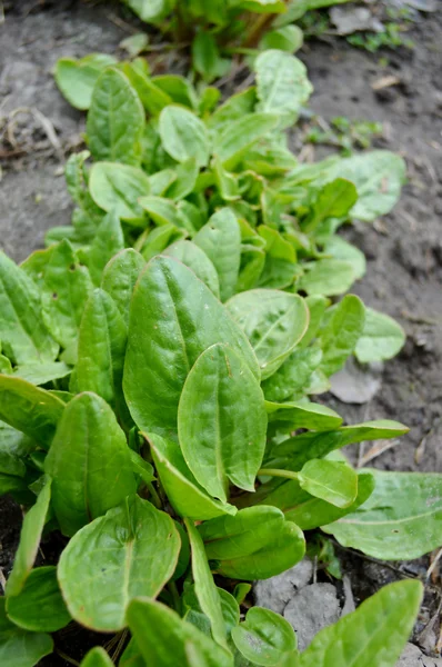 Spinach growing in the garden — Stock Photo, Image