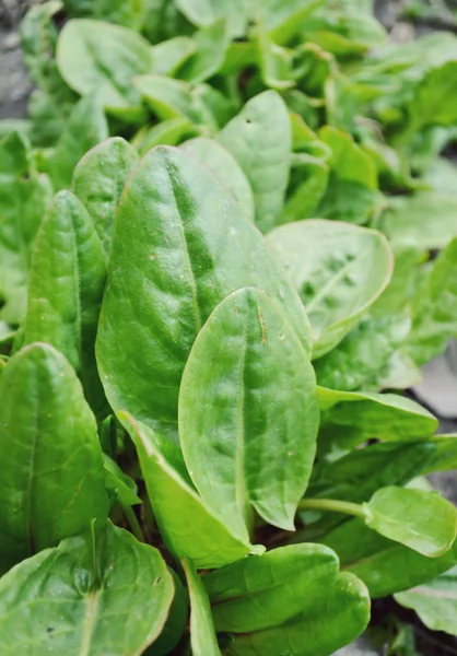 Espinacas creciendo en el jardín — Foto de Stock