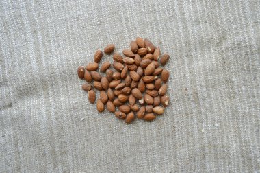 Fındık çeşitli yelpazesi