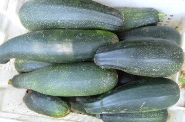 Taze sağlıklı yeşil kabak