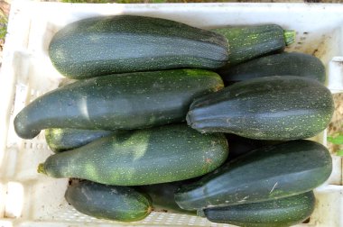 Taze sağlıklı yeşil kabak