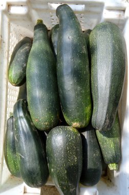 Taze sağlıklı yeşil kabak