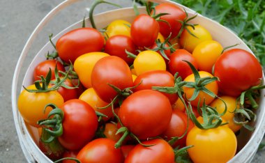 Kova kırmızı ve sarı domates