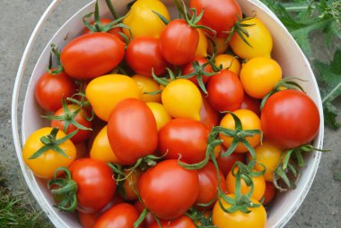 Kova kırmızı ve sarı domates