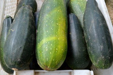 Taze sağlıklı yeşil kabak