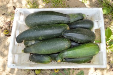 Taze sağlıklı yeşil kabak