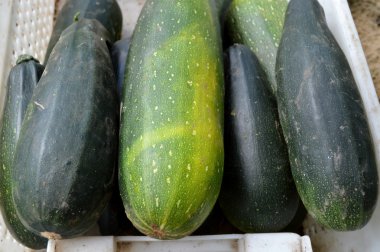 Taze sağlıklı yeşil kabak