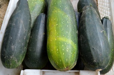 Taze sağlıklı yeşil kabak