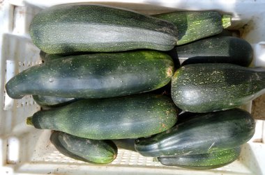 Taze sağlıklı yeşil kabak