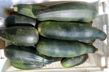 Taze sağlıklı yeşil kabak