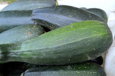 Taze sağlıklı yeşil kabak