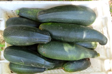 Taze sağlıklı yeşil kabak