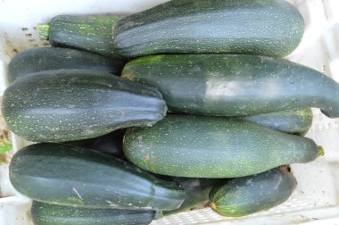 Taze sağlıklı yeşil kabak