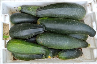 Taze sağlıklı yeşil kabak