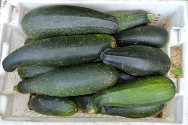 Taze sağlıklı yeşil kabak