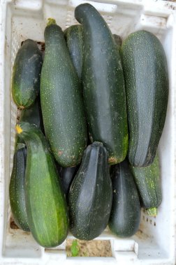 Taze sağlıklı yeşil kabak