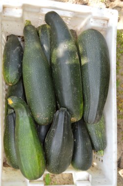 Taze sağlıklı yeşil kabak