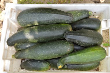 Taze sağlıklı yeşil kabak