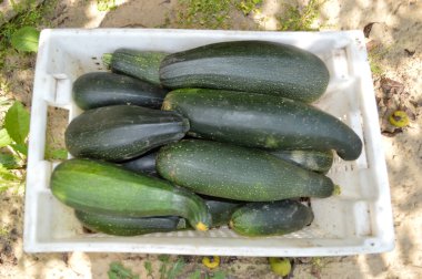 Taze sağlıklı yeşil kabak