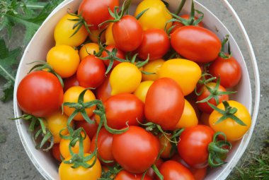 kırmızı ve sarı domatesler