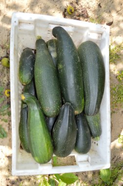 Taze sağlıklı yeşil kabak