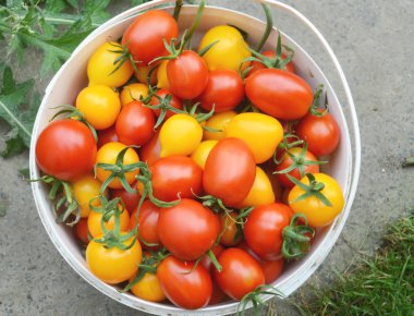 kırmızı ve sarı domatesler